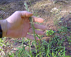 someone's hand holding a plant on the ground